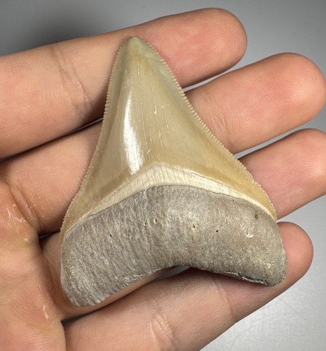Dente squalo megalodonte - squalo,
