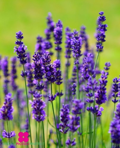 Pianta lavanda intermedia - di,