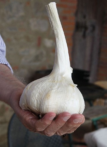 Semi aglione varietà aglio - aglione,