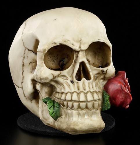 Teschio rose from - from,
