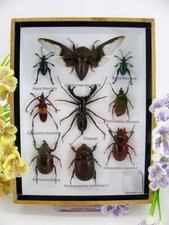 Insetti splendidamente