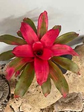 Bromelia Neoregelia 'Magali'