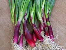 Cipolla invernale red beard - cipolla,