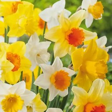 Bulbi di Narciso Coppa Grande Mix Olandesi, fioritura garantita (40pz)