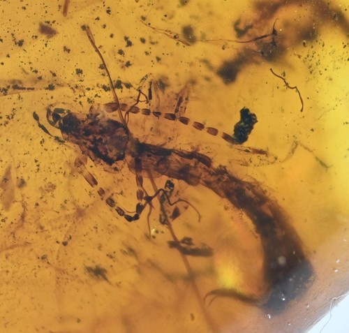 Dermaptera - , (earwig)