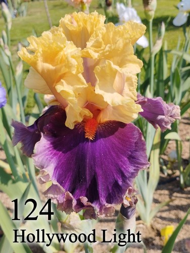Rizoma iris germanica - rizoma,