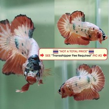 Pesce Betta vivo (Thailandia)