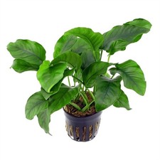 Anubias barteri var. barteri