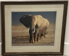 Thomas Mangelsen - Amboseli