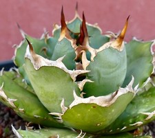 Agave titanota clone LL3 COMPACT & WILD STRONG SPINES NO variegated copiapoa