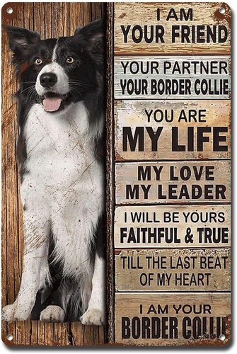 Border collie magnete - border,