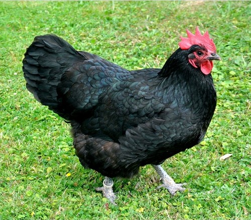 Australorp nero pura - x,