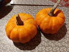 10 semi Zucca Ornamentale 6