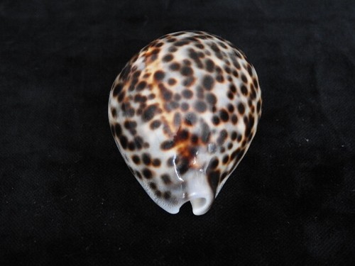 Sea shell cypraea tigris - shell,