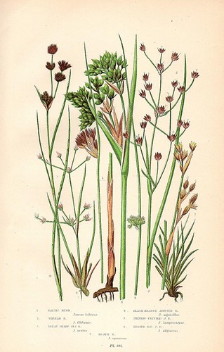 Stampa botanica antica 1899 - stampa,