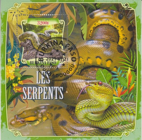 Serpenti burkina faso - serpenti,