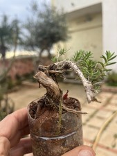 Bonsai Timo Mame , Tronco