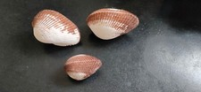 Conchiglia Shell ANADARA