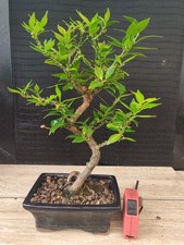 bonsai di chinotto  h 35 cm