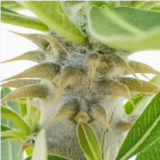 Pianta Grassa Pachypodium