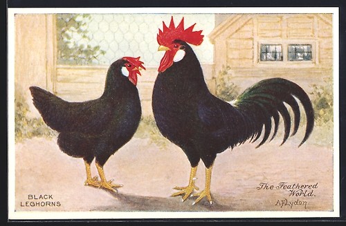 Cartolina artistica razza - , di