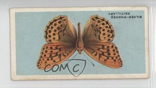 1927 bat british - bat, butterflies