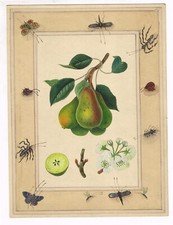 Fatto a Mano Frutta Art