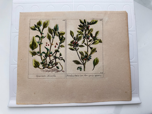 Piatto originale xix secolo - piatto,
