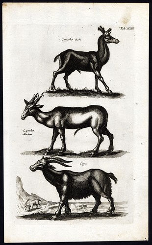 Stampa