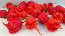 PEPERONCINO CAROLINA REAPER