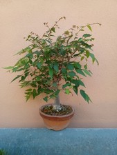 Zelkova serrata Olmo