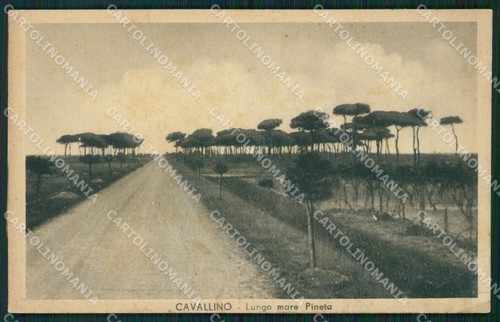 Venezia cavallino cartolina - venezia,
