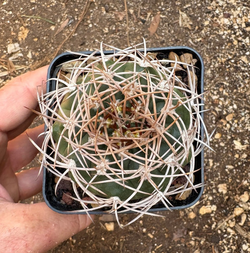 Gymnocalycium polycephalum - gymnocalycium,