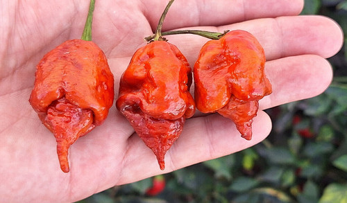 Semi carolina reaper - 15,