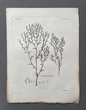 Incisione antica botanica - incisione,