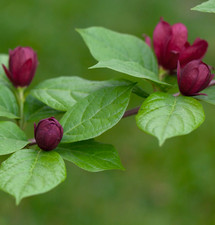 Calycanthus x raulstonii cv. "Vino duro" 60-80 cm -