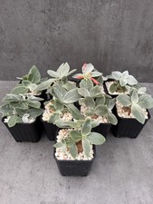 Sinningia leucotricha