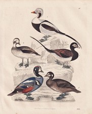 Anatre Anatra Dug Dugs