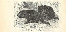 Stampa antica DIAVOLO DELLA TASMANIA Sarcophilus harrisii 1896 Old antique print