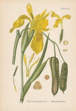Giglio spada di palude (Iris
