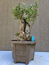 Old European Olive Bonsai
