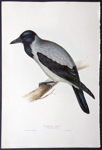 John gould ornitologia - john,