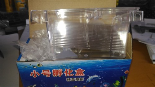 Paridera guppy vivipara - guppy,