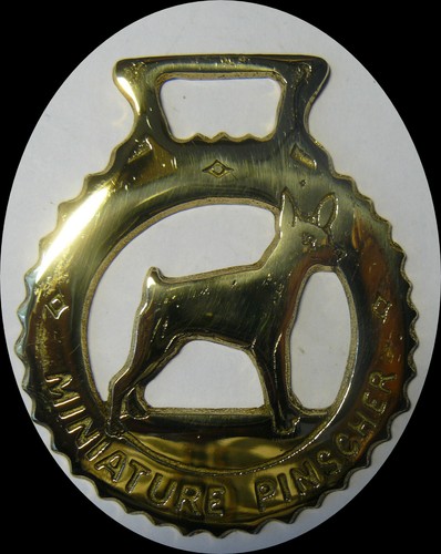 Pinscher miniatura cavallo - miniatura, in