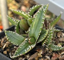 Multi teste rare cactus agave