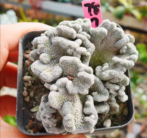 Raro cactus pelecyphora - raro,
