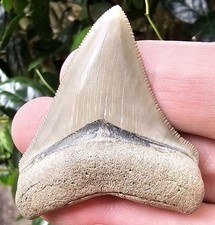 Raro fossile dente di squalo