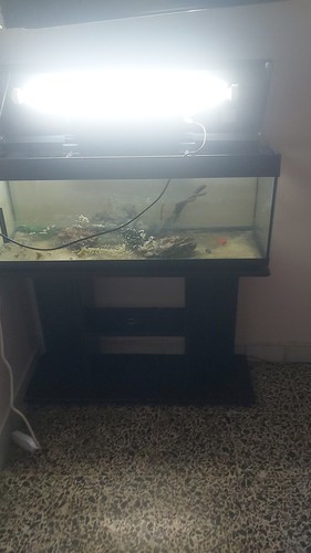 Acquario completo - acquario,