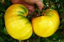 Pomodoro Gigante Limonnij -
