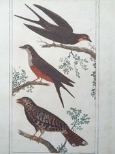 Buffon/Vauthier Incisione